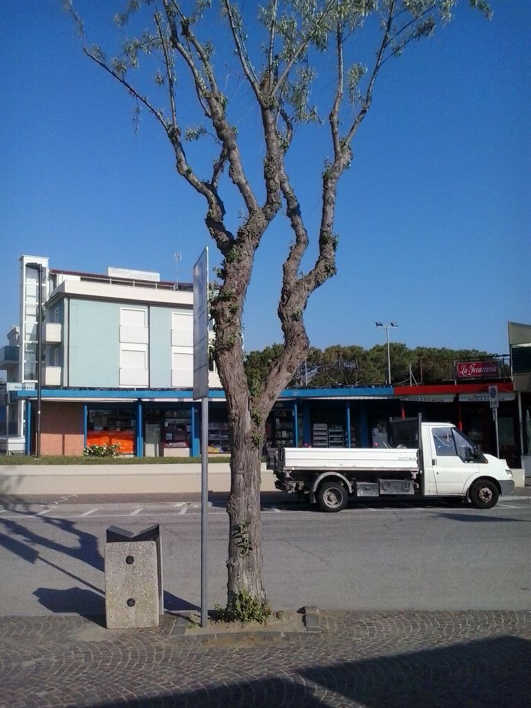 Elaeagnus angustifolia L. (Eleagnaceae).